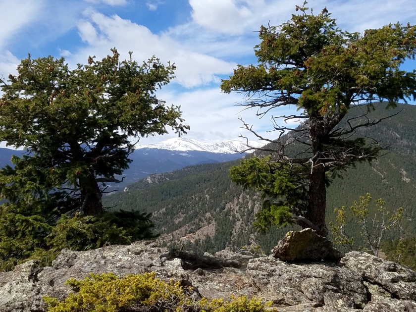 Overlook through weathered pines on Bergen Peak Loop trail